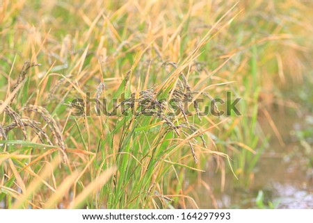 unpolished rice or unmilled rice or brown rice in Japan