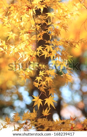 tinted autumnal leaves in Japan
