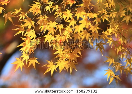 tinted autumnal leaves in Japan