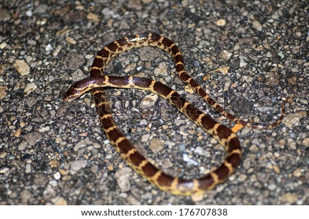 Sakishima odd-tooth snake (Dinodon rufozomatus walli) in Iriomote Island, Japan