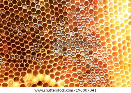 Honey Bee (Apis mellifera) nest in Japan