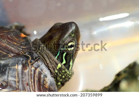 Chinese three-keeled pond turtle (Mauremys reevesii ) female in Japan