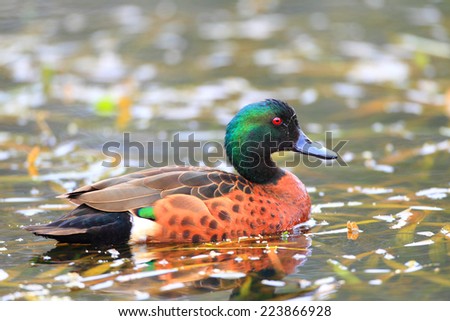 Chestnut Teal (Anas castanea) in New South Wales, Australia