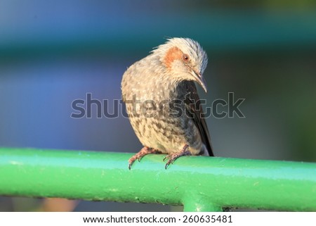 Brown-eared Bulbul (Hypsipetes amaurotis) in Japan