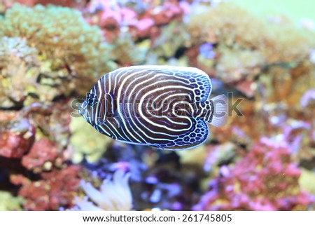 Emperor angelfish (Pomacanthus imperator) young fish