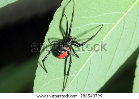 Red-back widow spider (Latrodectus hasseltii) in Japan