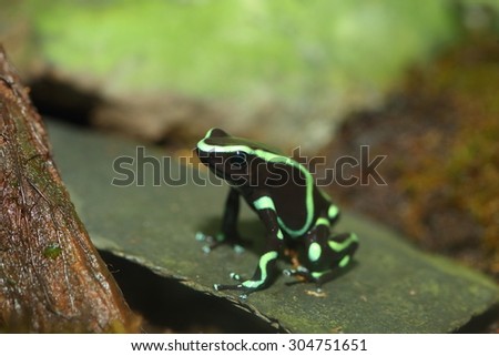 Three-striped Poison Dart Frog Epipedobates tricolor