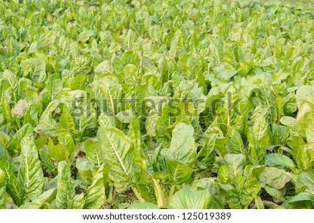 green vegetable field in farm land