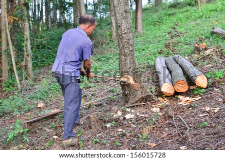 MianYang, CHINA - Aug 24: unidentified Chinese farmers doing Logging forest on Aug 24, 2013 in MianYang, China. For many lumberjack,it is the main source of income (around $900 annual).
