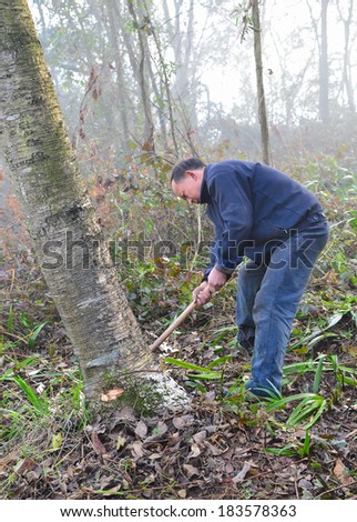 MianYang, China  Feb 1, 2014: chinese logger is logging in the forest.