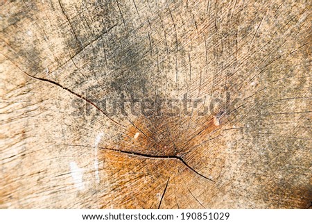 wood with annual ring
