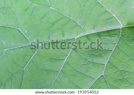 green leaf details background