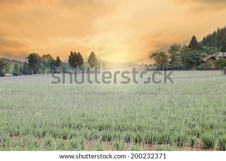 lavender plant base