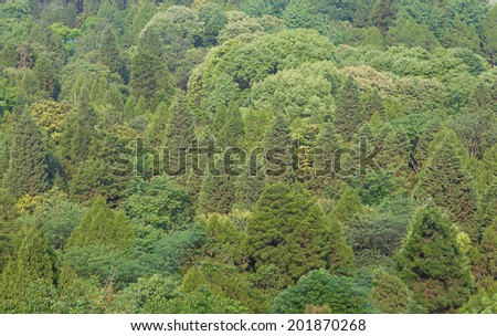 bird\'s-eye view of green forest