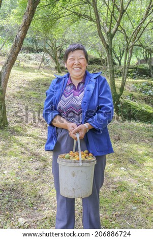 chinese country woman harvest plum with a bucket
