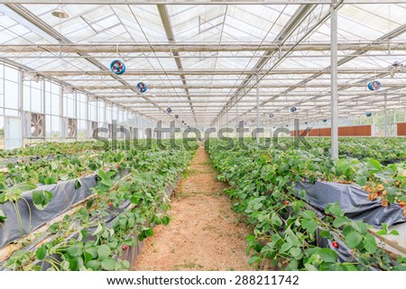 strawberry greenhouse