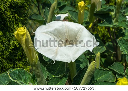 jimson weed white flower seen up close