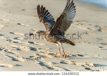 seagull start to fly out of the sand