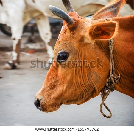 Big Face portrait of Indian cows
