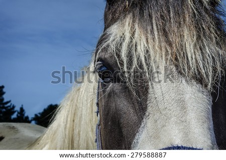 horses eye against the blue sky. closeup of brown horses head. selective focus