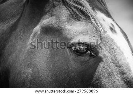 Horses eye. Close up of brown horses head. Black and white foto