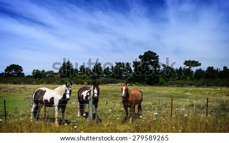 Horses on a field at horse farm. Country landscape. New Zealand