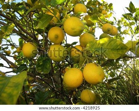 lemon tree branch with natural lemons