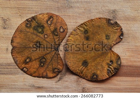 Dry lily pads or lily leaves, isolated on the wooden texture board, Colorful autumn leaves