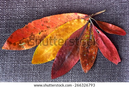 Collection of colorful and dry autumn leaves in different sizes, isolated on a gray canvas fabric texture background