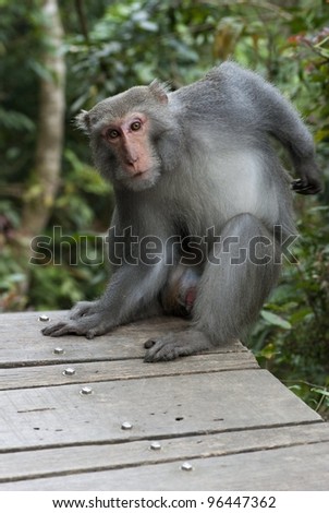 Formosan Rock Macaque scratches its body