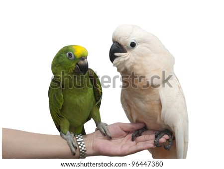 Parrot On Hand