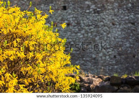 yellow bush leaves in back-light morning light, coarsely, on a stone wall background