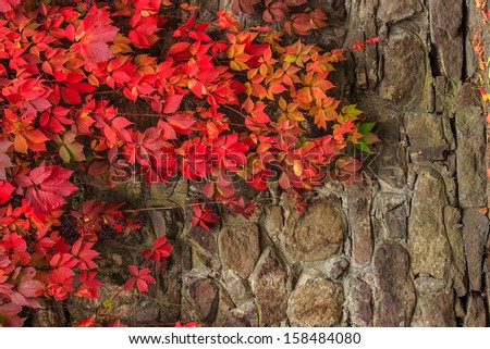 climbing plant with red leaves and blue berries in autumn on the old stone wall