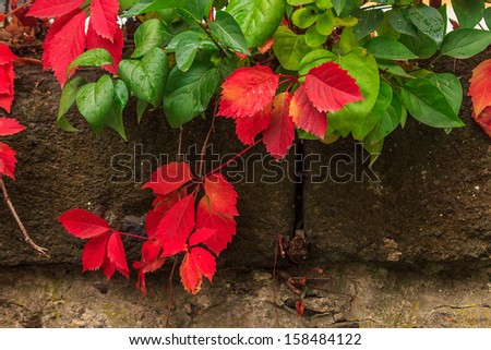 climbing plant with red and green leaves in autumn on the old stone wall