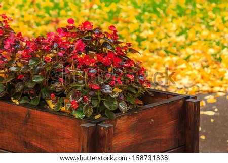 small decorative red flowers in a wooden box wet from the rain on a background of yellow fallen leaves in a green grass