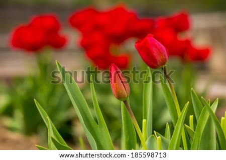 two orange tulip on blurred background of colored bokeh