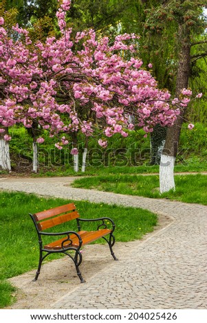 delicate pink flowers blossomed Japanese cherry branch over the bench on s curve path  in park