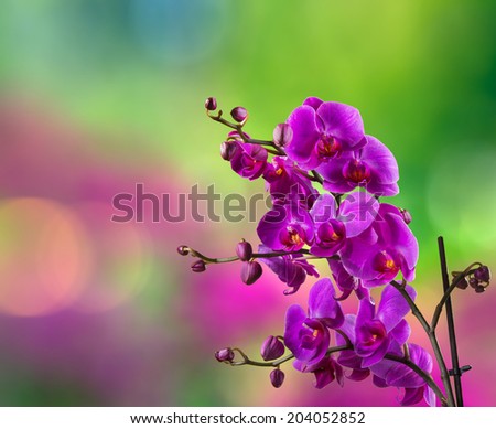 purple orchid flower close up on blurred purple and green green garden background