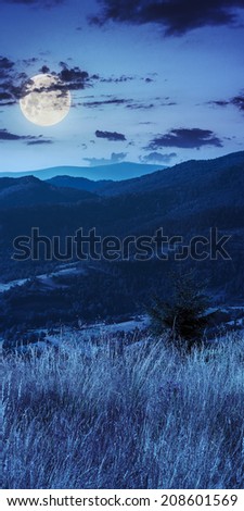 mountain summer landscape. small pine tree among tall meadow grass on mountain slope at night in full moon light