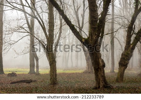 cold morning fog on foliage on meadow among the trees of  autumn creepy forest