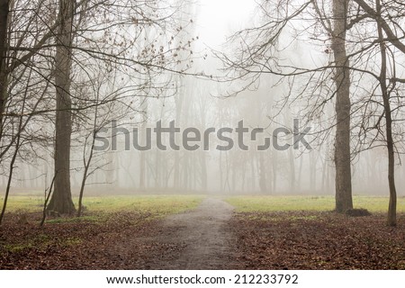 cold morning fog on foliage on meadow among the trees of  autumn creepy forest