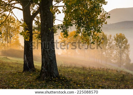 yellow autumn trees in fog on hill side in morning rays of rising sun