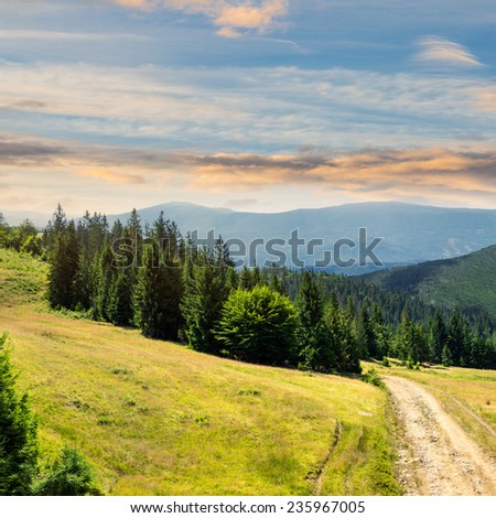 pine trees near the path through meadow  on the hillside. forest in haze on the far mountain.