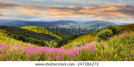 composite landscape with high wild grass and purple flowers on the top of high mountain in morning light