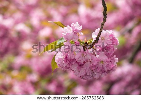 pink flowers on the branches of Japanese sakura blossom on blurry background of spring green garden