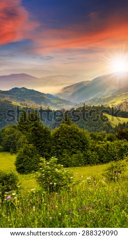 summer mountain landscape. fog from conifer forest surrounds the mountain top in sunset light