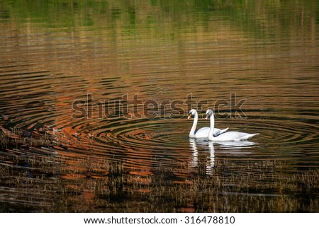 Two swans glide across lake, with autumn forest reflection, at sunset