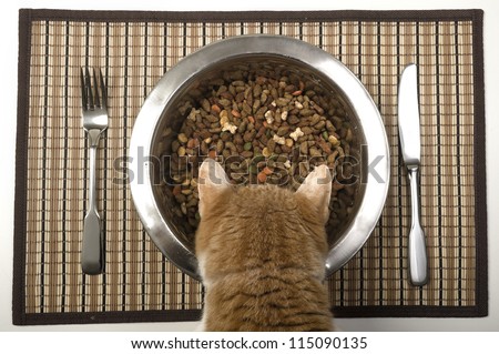 Cat eating A very lucky and pampered cat is eating from her bowl. Dry cat food in a metal cat bowl and silverware on a place mat.