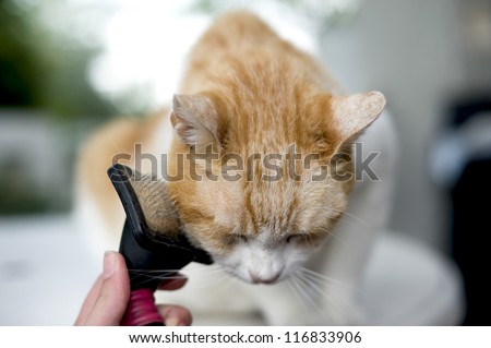 Pet care Human hand grooming a senior cat which seems to enjoy it so much