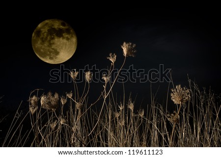 Night scene. Rural night scene with full moon